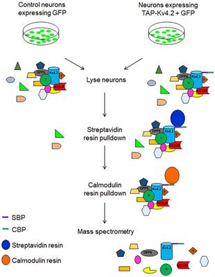 Identification of Kv4.2 protein complex and modifications by tandem affinity purification-mass spectrometry in primary neurons